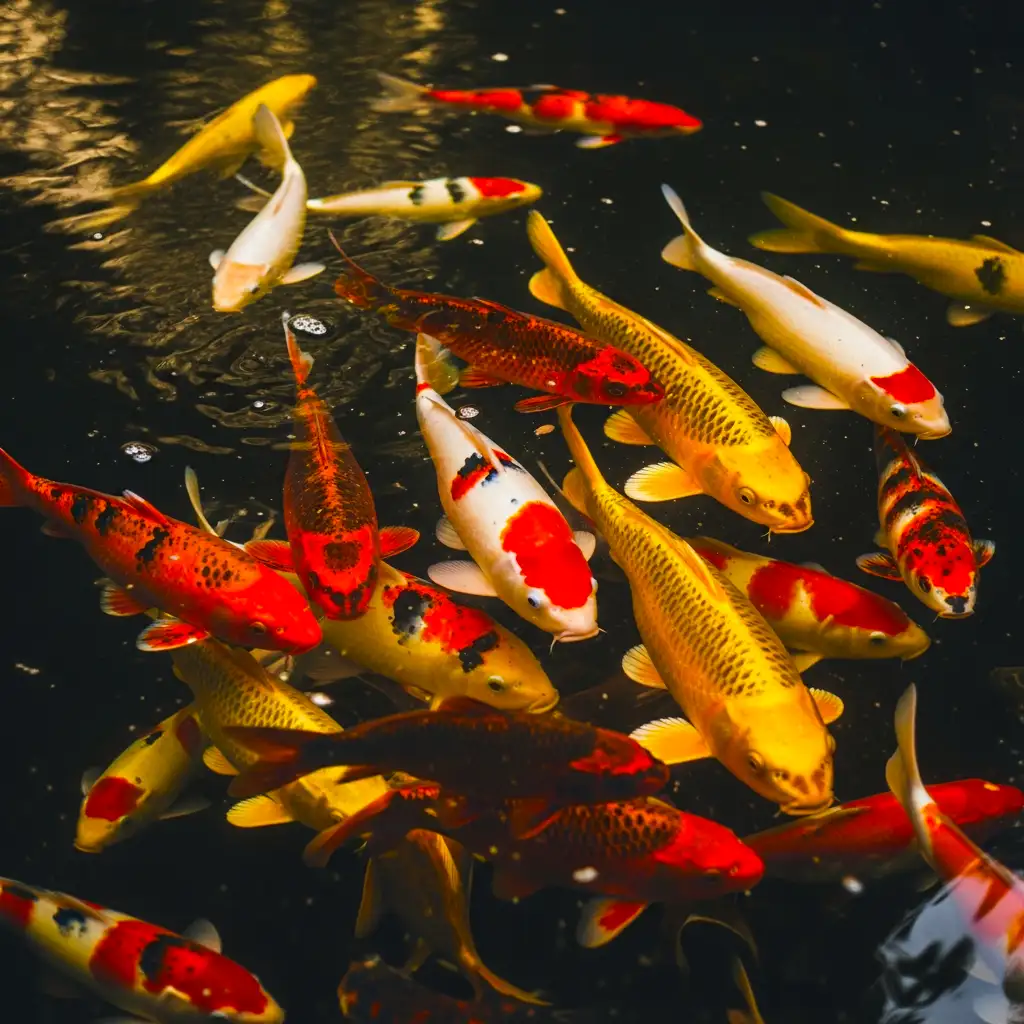 A group of bright red, yellow, and white Koi fish swimming in dark pond water.